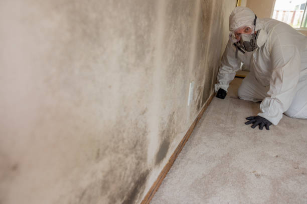 Mold Removal